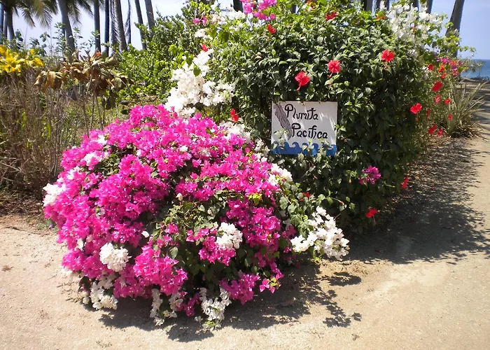 Plumita Pacifica